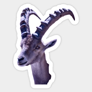 Capricorn Sticker